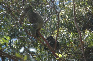 Lieblingsbeschäftigung des Koalas: einfach mal abhängen
