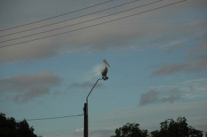 Pelikan auf Straßenlampe