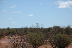Landschaft im Outback