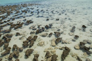 Stromatolithen in Hamelin Pool